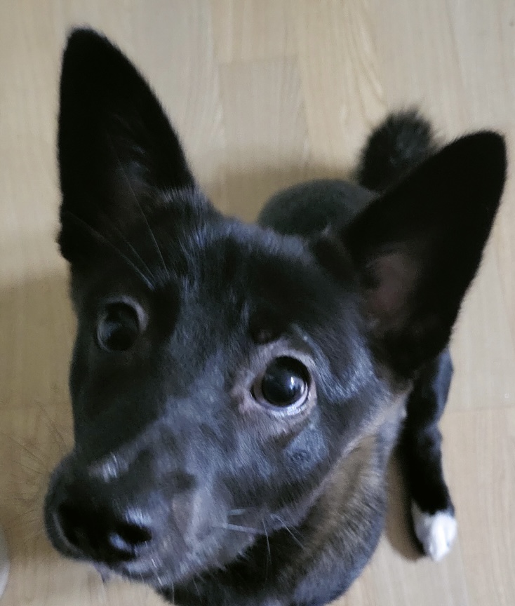 유기견보호센터 강아지보호소 고양이보호소 - 펫찾기 24번째 사진