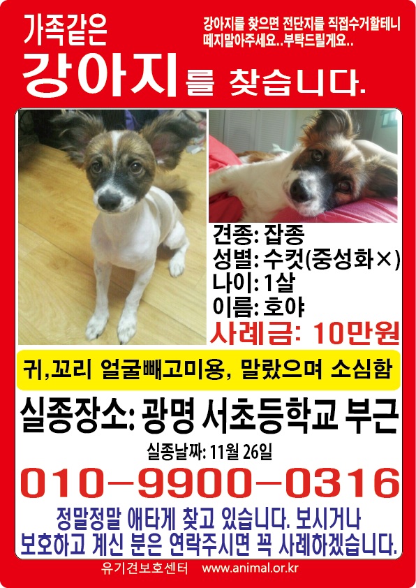 유기견보호센터 강아지보호소 고양이보호소 - 펫찾기 7번째 사진