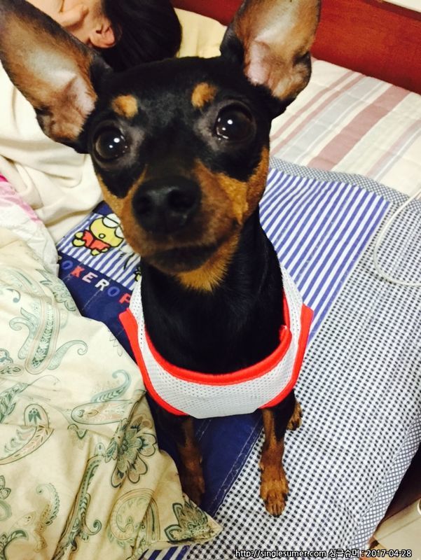 유기견보호센터 강아지보호소 고양이보호소 - 펫찾기