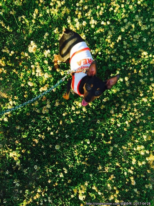 유기견보호센터 강아지보호소 고양이보호소 - 펫찾기 3번째 사진