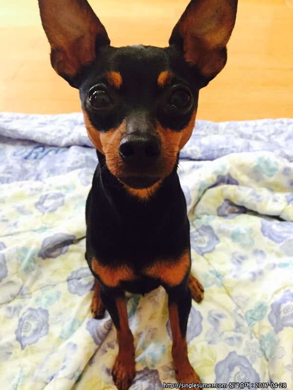 유기견보호센터 강아지보호소 고양이보호소 - 펫찾기 2번째 사진