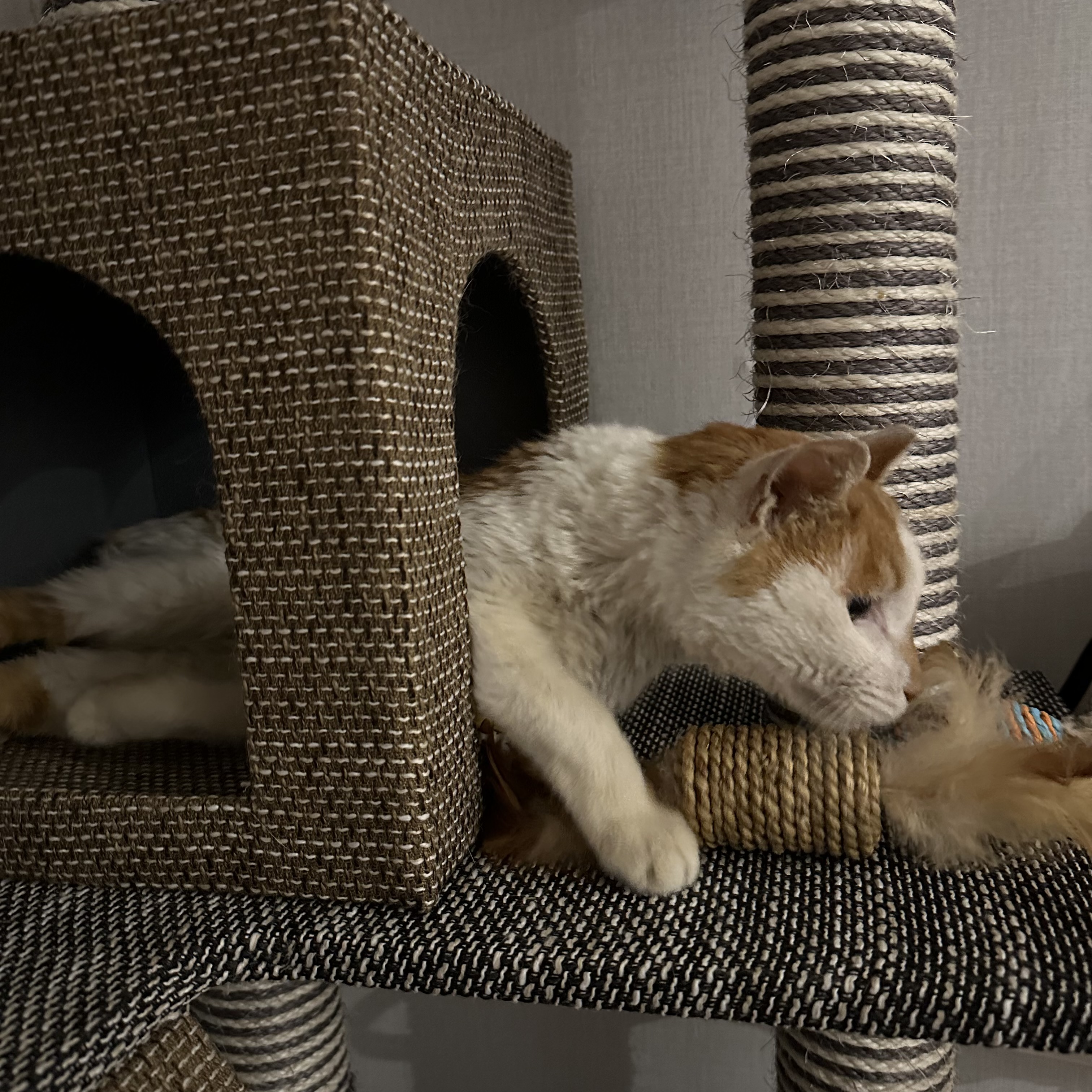 유기견보호센터 강아지보호소 고양이보호소 - 펫찾기 33번째 사진