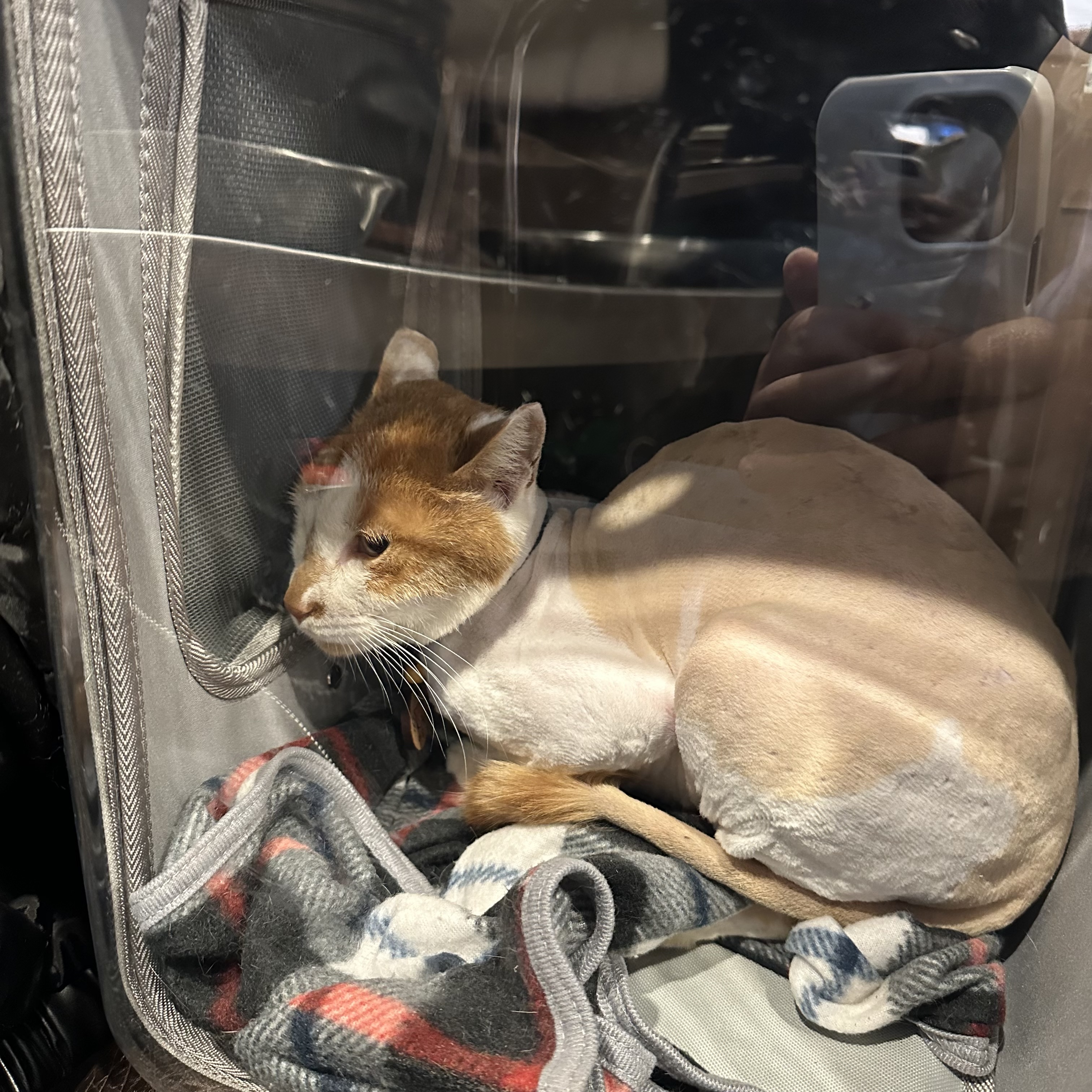 유기견보호센터 강아지보호소 고양이보호소 - 펫찾기 32번째 사진