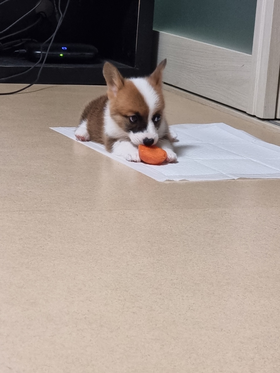 유기견보호센터 강아지보호소 고양이보호소 - 펫찾기 17번째 사진