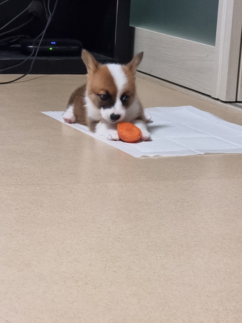 유기견보호센터 강아지보호소 고양이보호소 - 펫찾기 16번째 사진