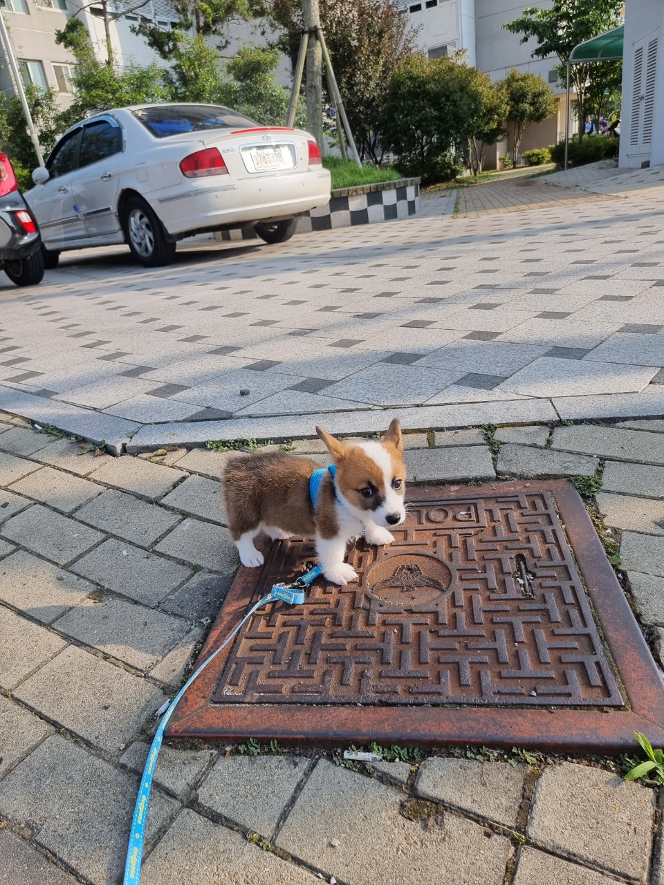 유기견보호센터 강아지보호소 고양이보호소 - 펫찾기 18번째 사진