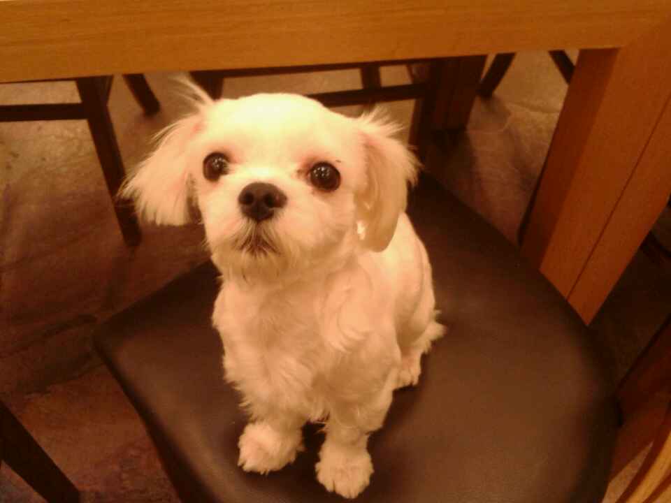 수정구 시흥동 말티즈 토토를 찾습니다