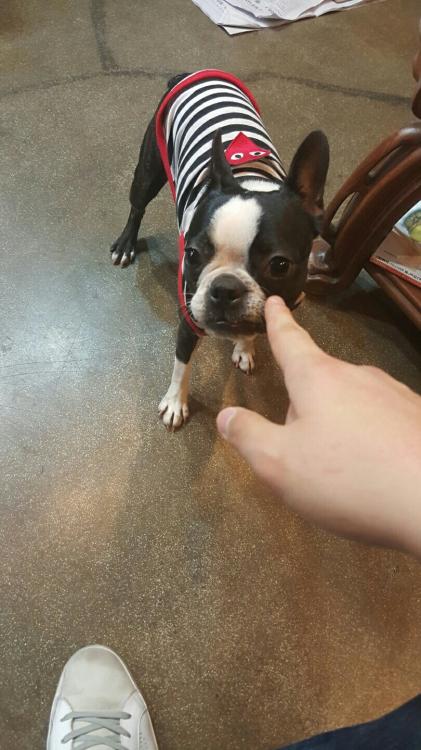 난지한강공원 보스턴테리어 순자 찾아주세요.. 3번째 사진