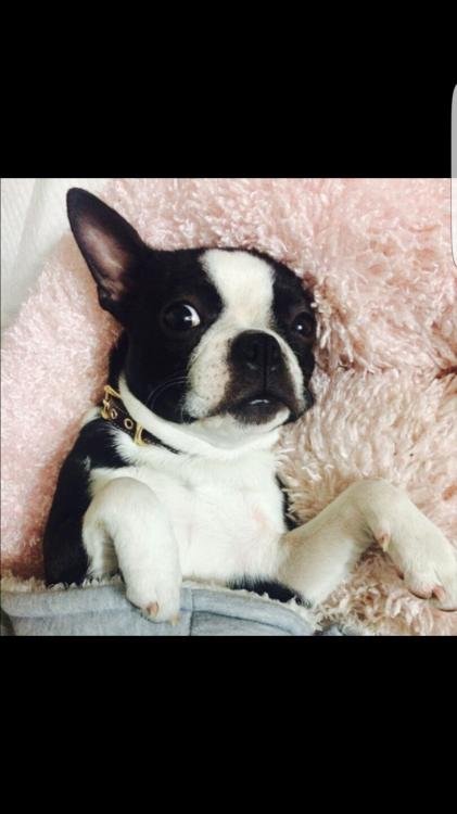 난지한강공원 보스턴테리어 순자 찾아주세요..