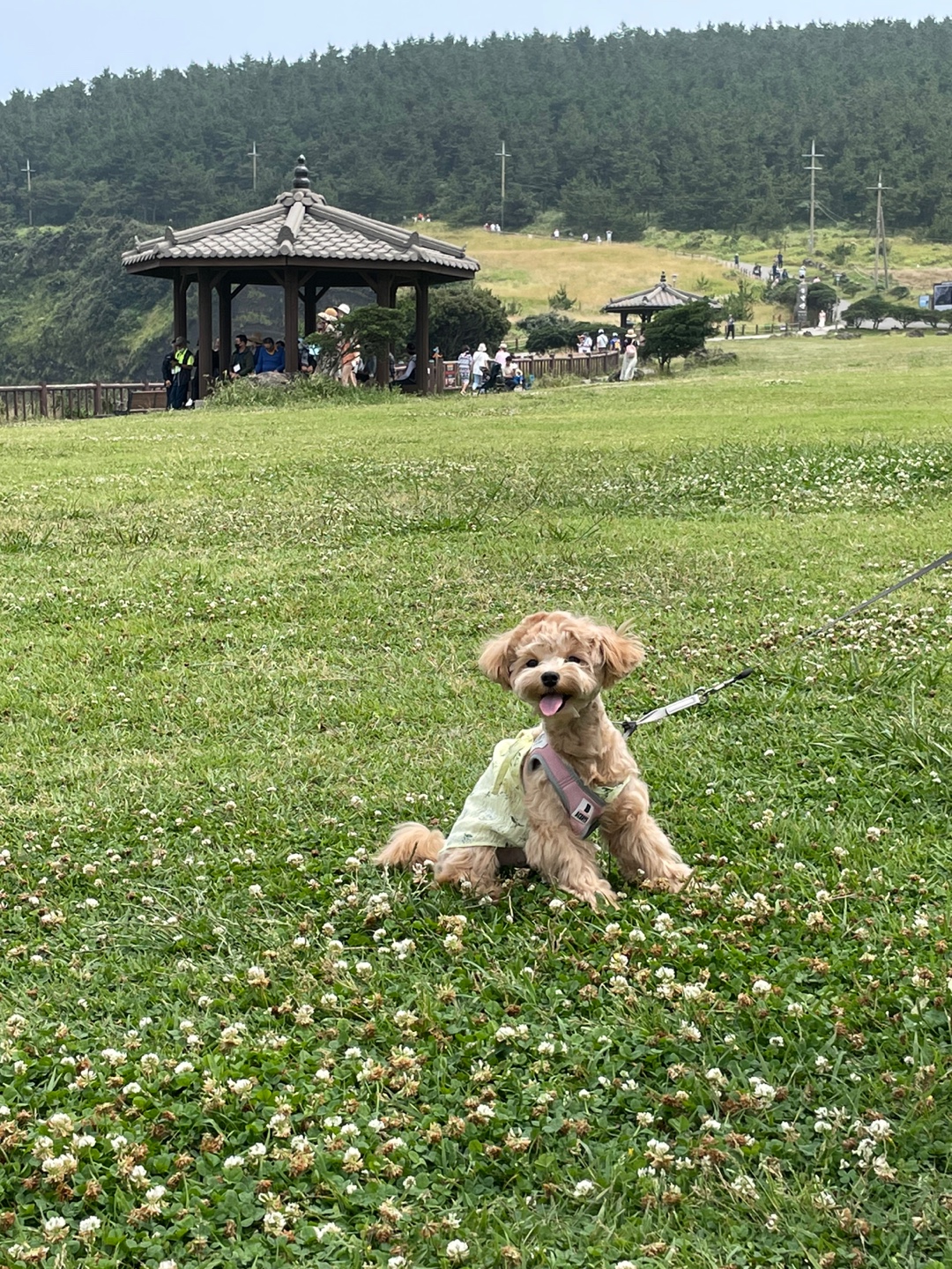 유기견보호센터 강아지보호소 고양이보호소 - 펫찾기 32번째 사진