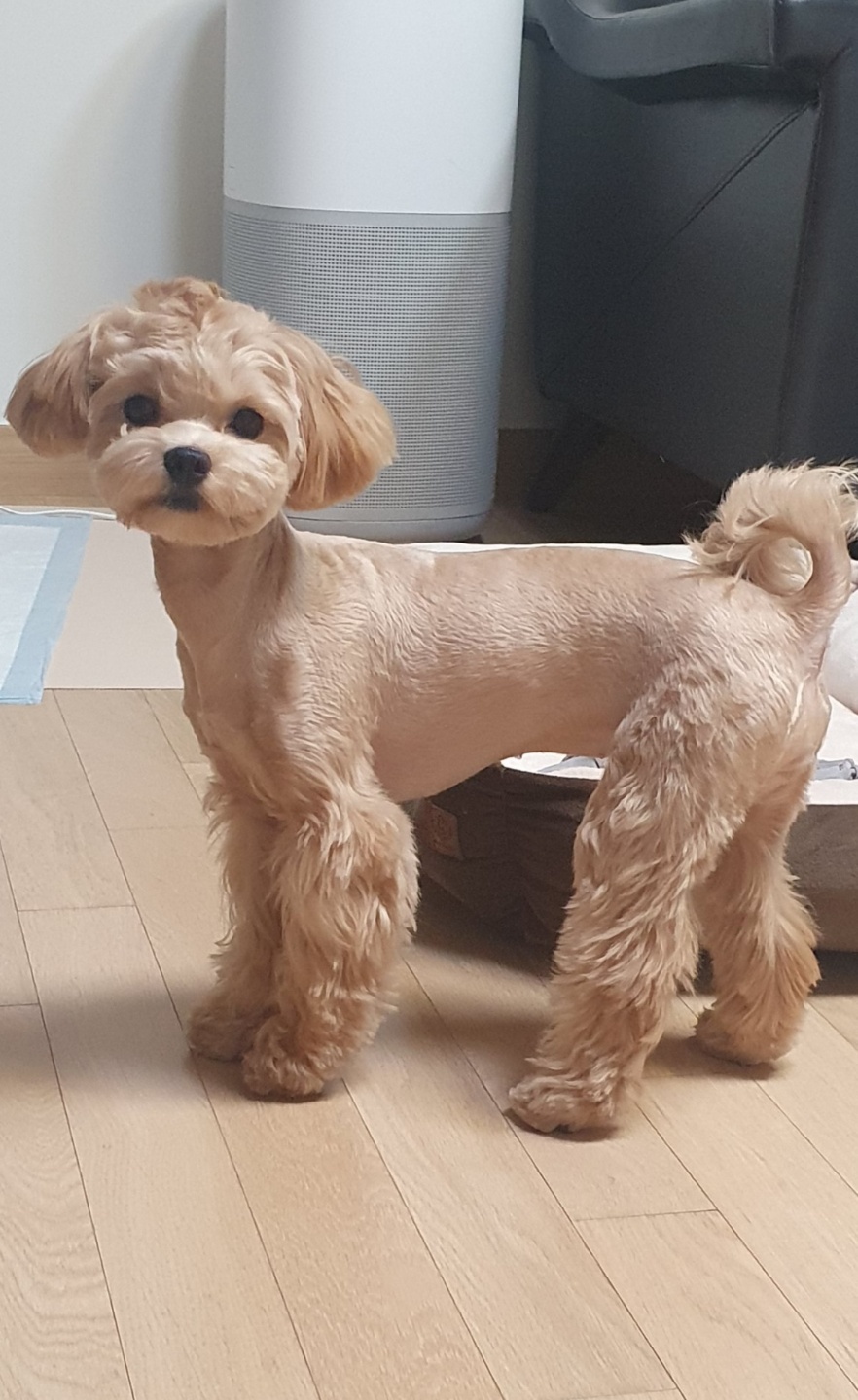 유기견보호센터 강아지보호소 고양이보호소 - 펫찾기 31번째 사진