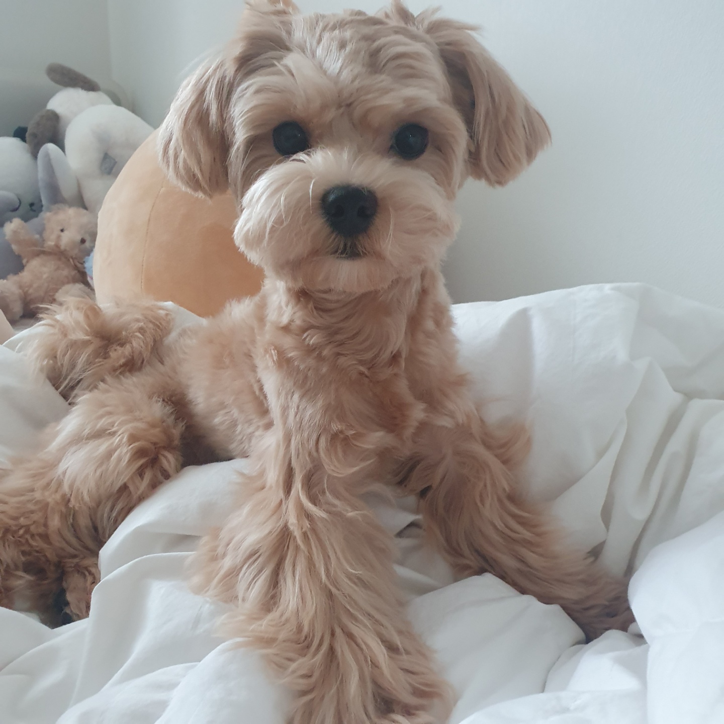 유기견보호센터 강아지보호소 고양이보호소 - 펫찾기 33번째 사진