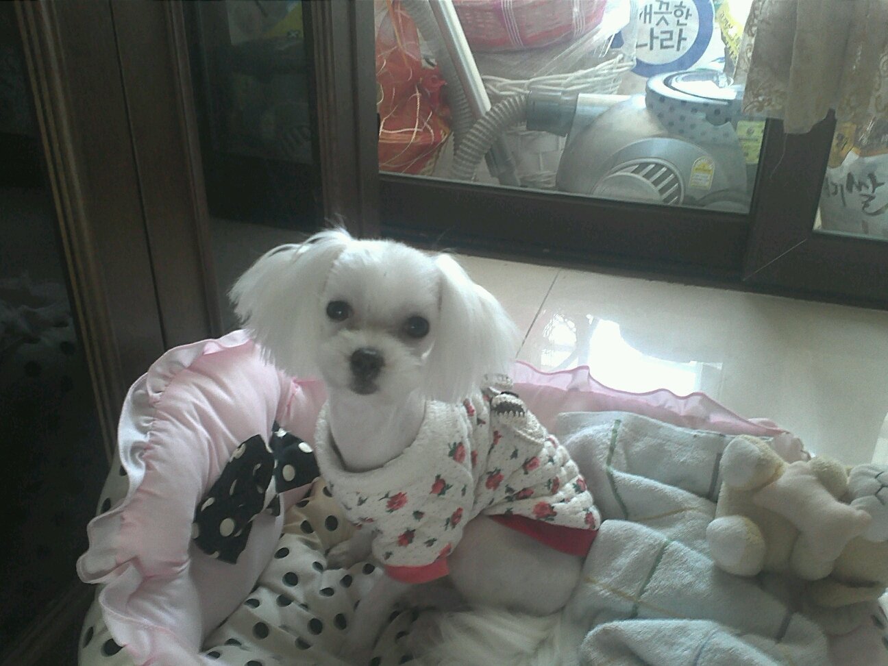 유기견 강아지 찾아요