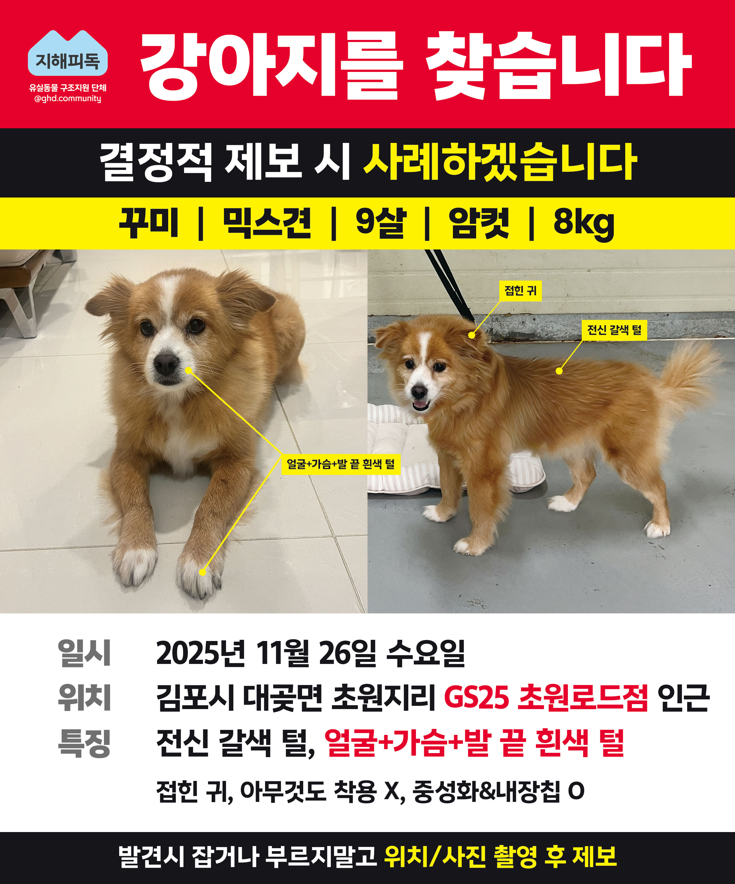 김포 대곶 믹스견 강아지 여아 찾습니다.