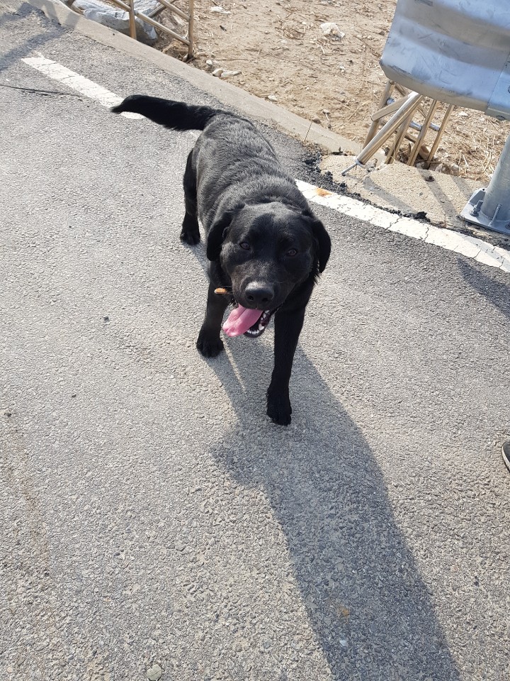 유기견보호센터 강아지보호소 고양이보호소 - 펫찾기