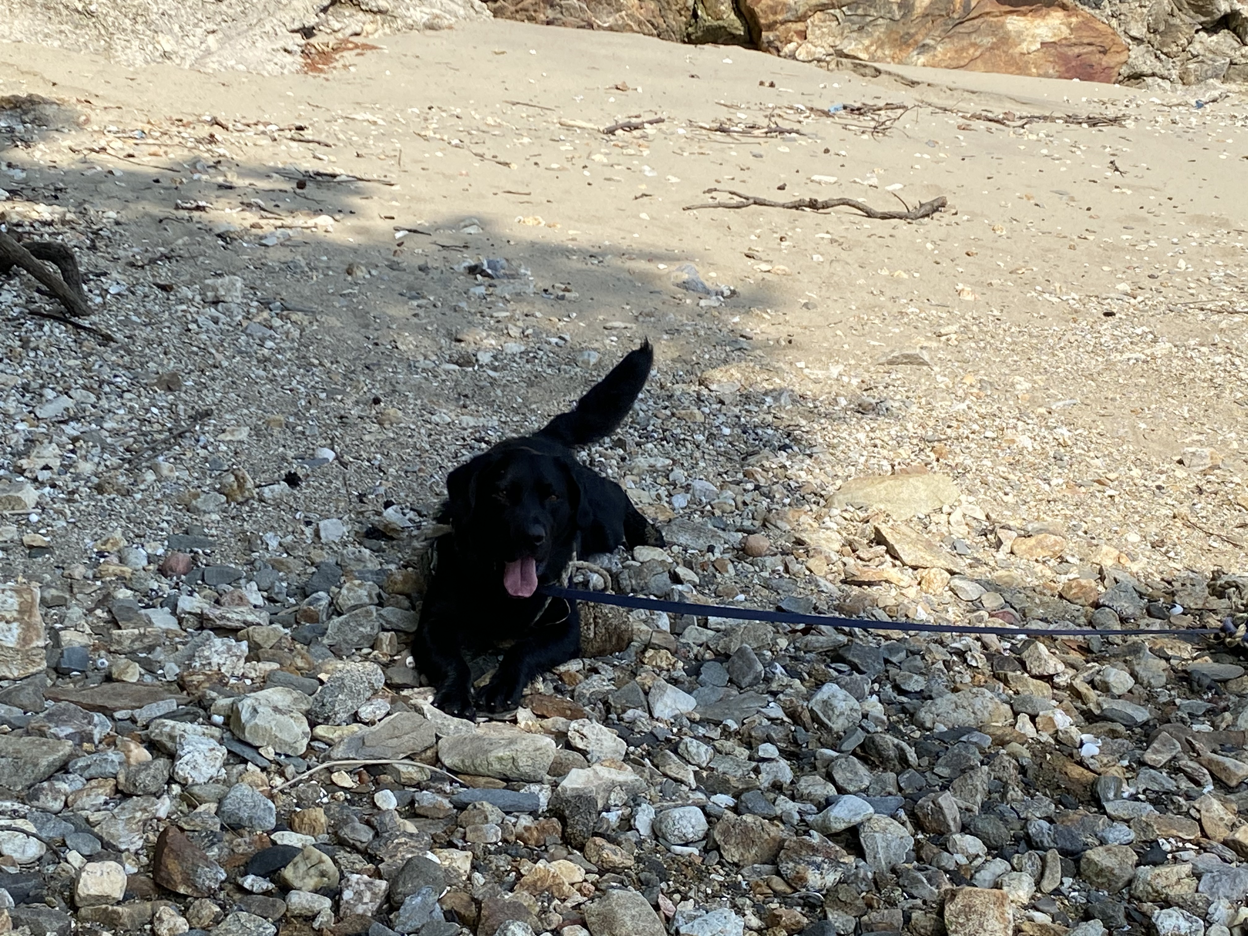 유기견보호센터 강아지보호소 고양이보호소 - 펫찾기 2번째 사진