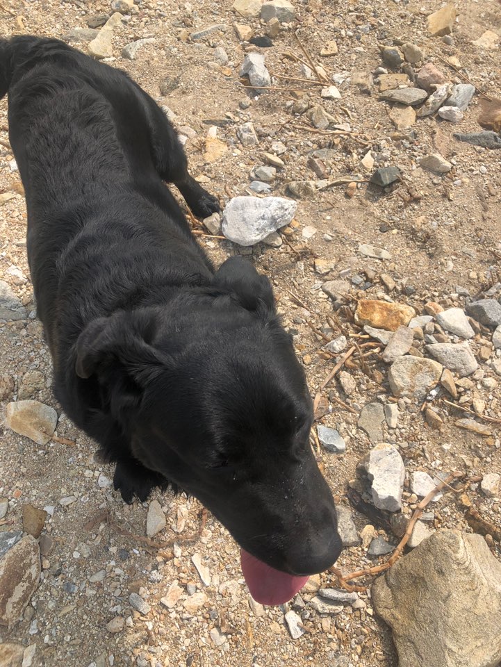 유기견보호센터 강아지보호소 고양이보호소 - 펫찾기 3번째 사진