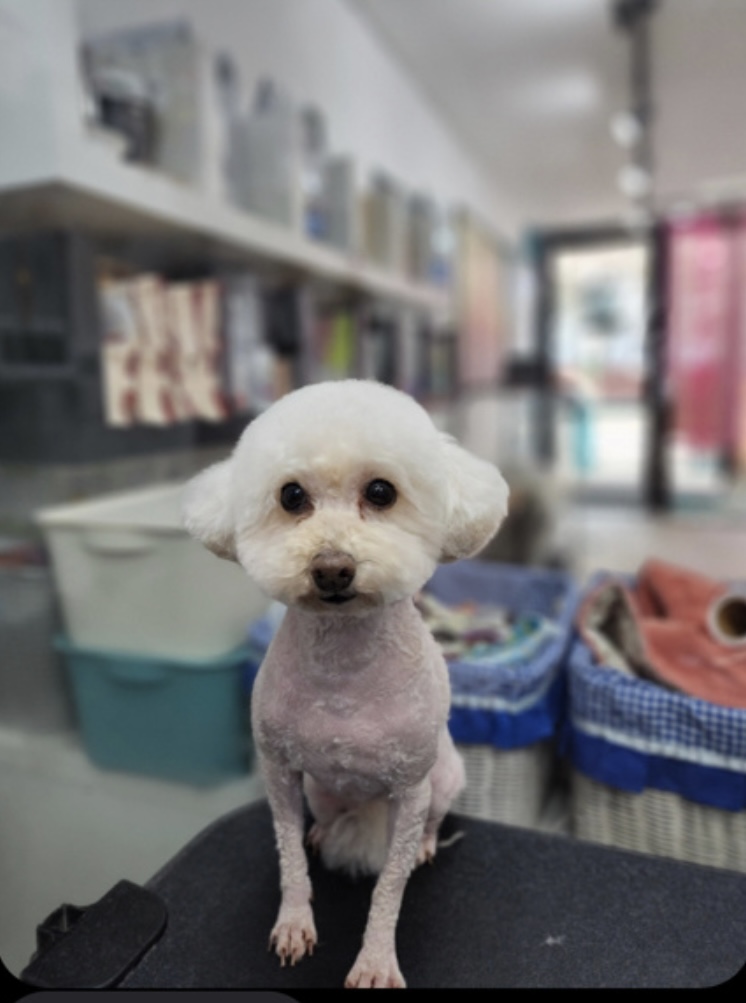 유기견보호센터 강아지보호소 고양이보호소 - 펫찾기 24번째 사진