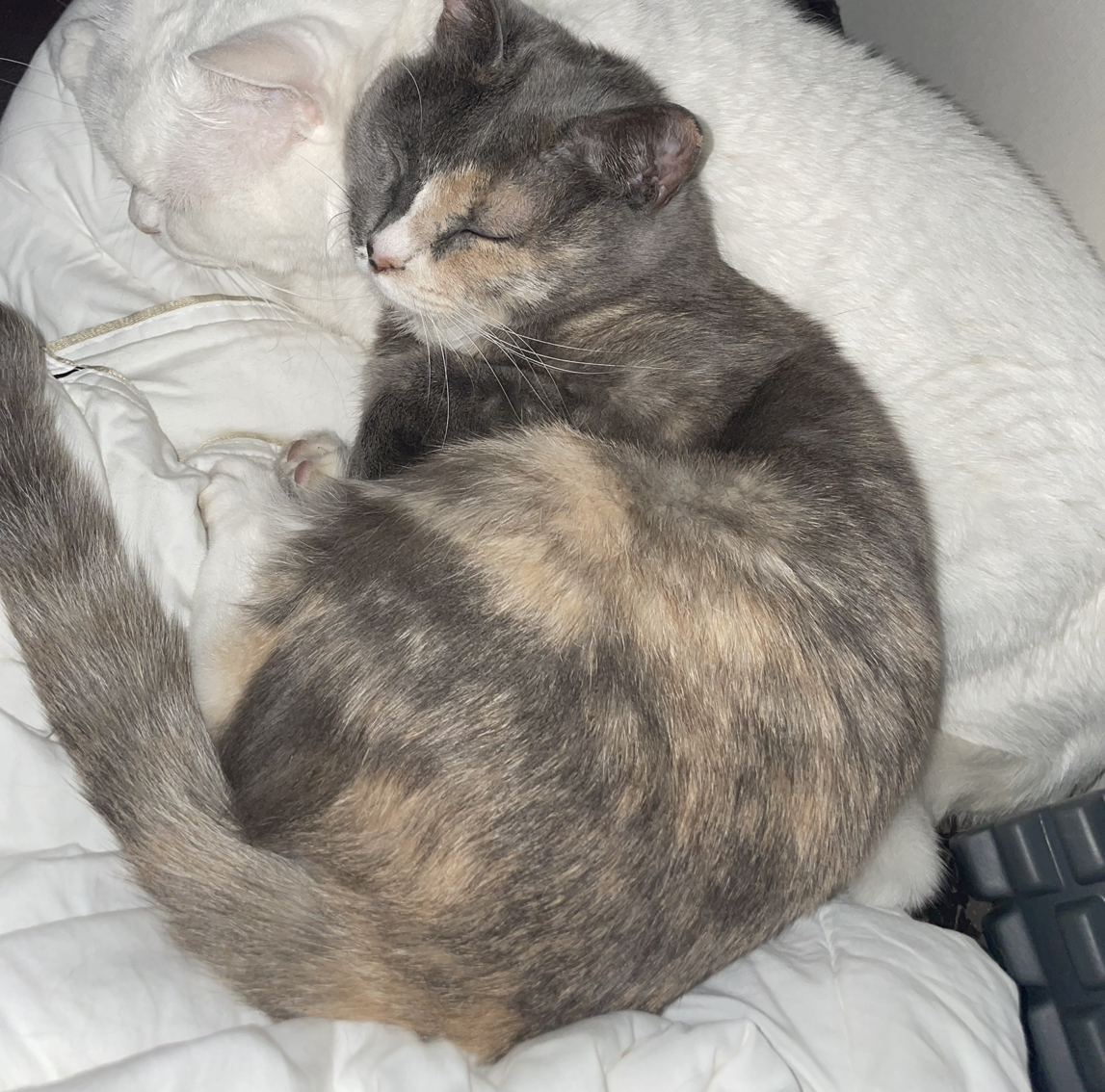 고양이 찾아요. . 5번째 사진