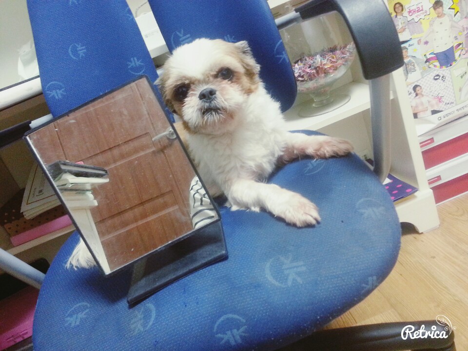 유기견보호센터 강아지보호소 고양이보호소 - 펫찾기 24번째 사진