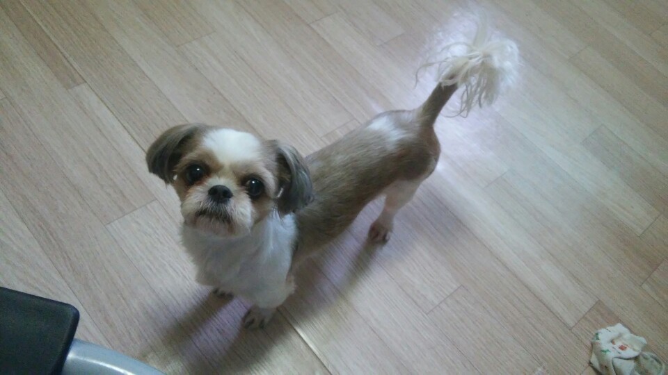 유기견보호센터 강아지보호소 고양이보호소 - 펫찾기 26번째 사진