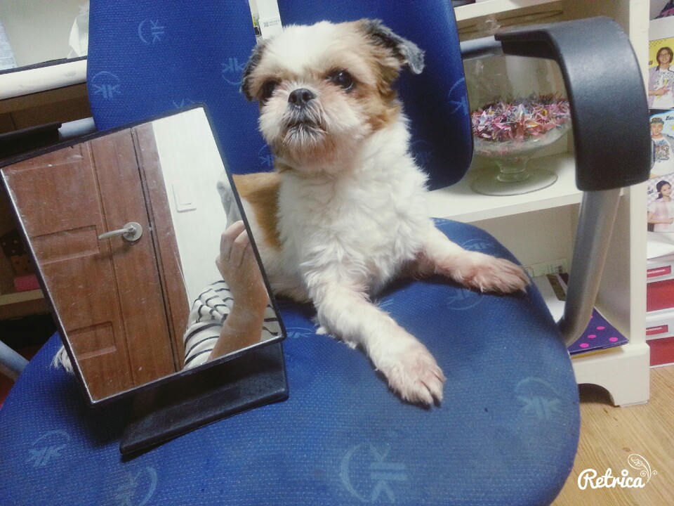 유기견보호센터 강아지보호소 고양이보호소 - 펫찾기 25번째 사진