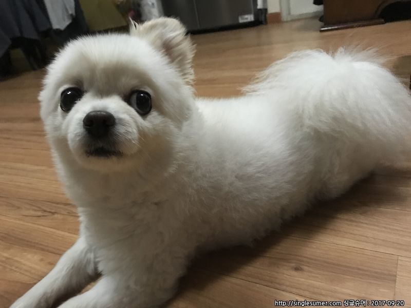 유기견보호센터 강아지보호소 고양이보호소 - 펫찾기 30번째 사진