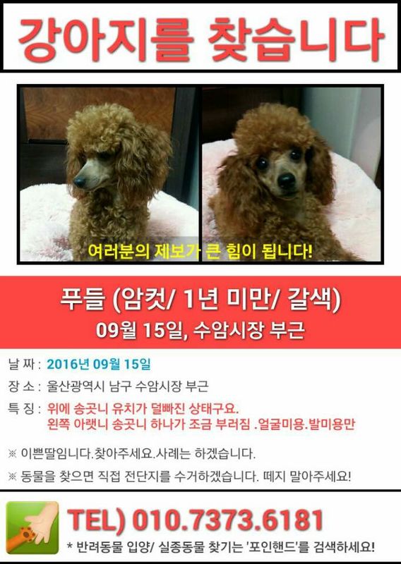 유기견보호센터 강아지보호소 고양이보호소 - 펫찾기 10번째 사진