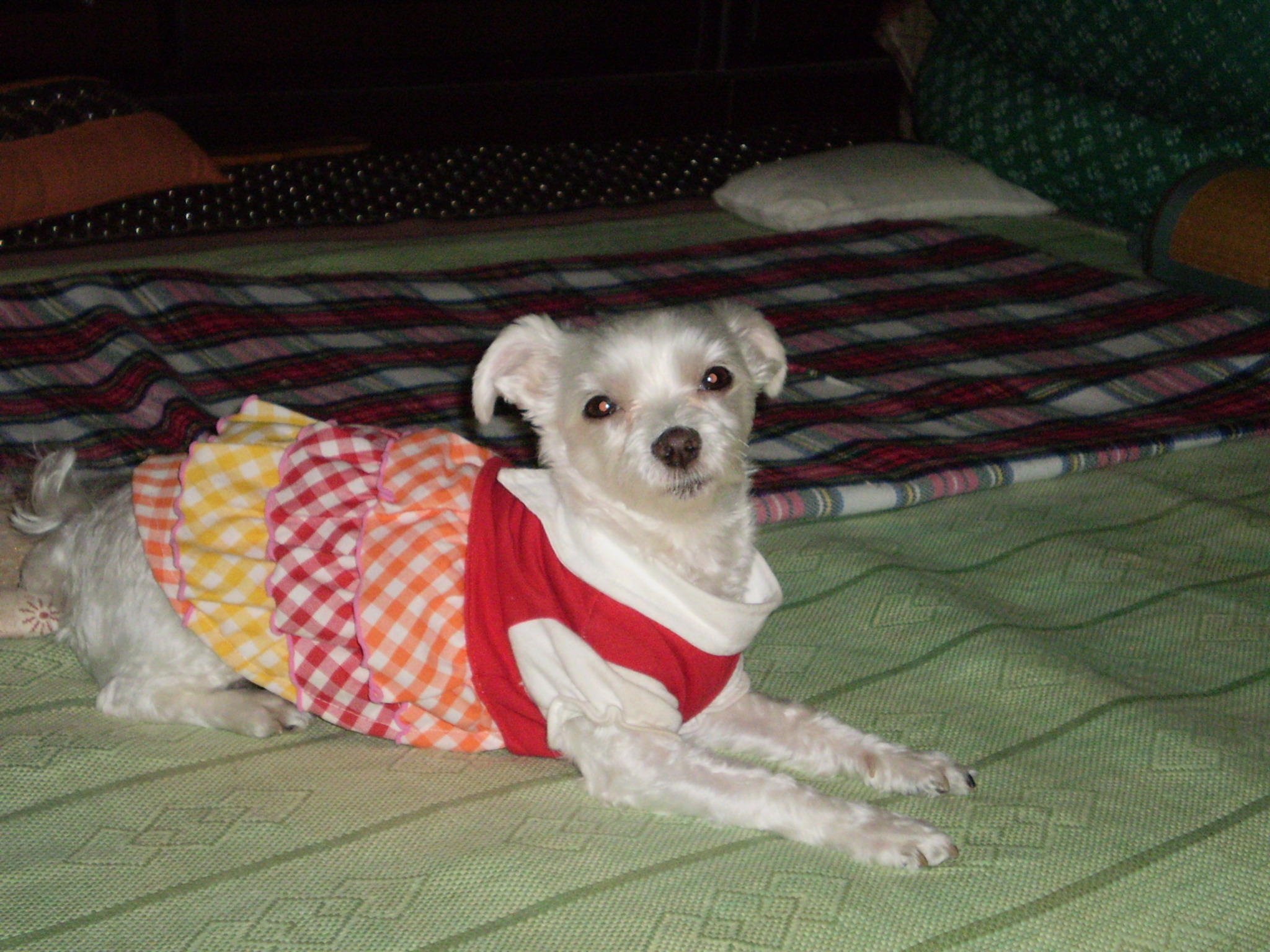 여름이를 찾습니다.