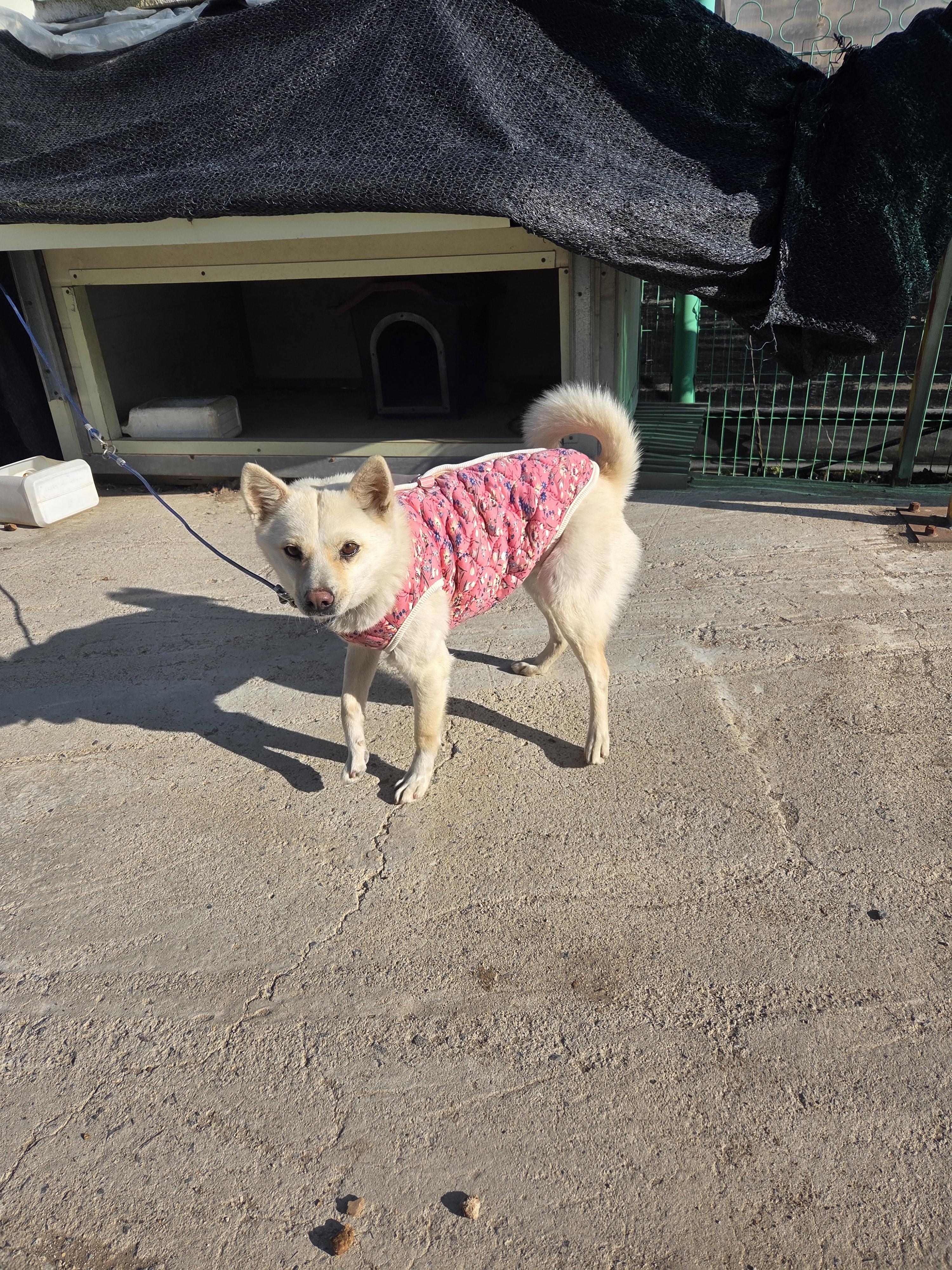 유기견보호센터 강아지보호소 고양이보호소 - 펫찾기 18번째 사진