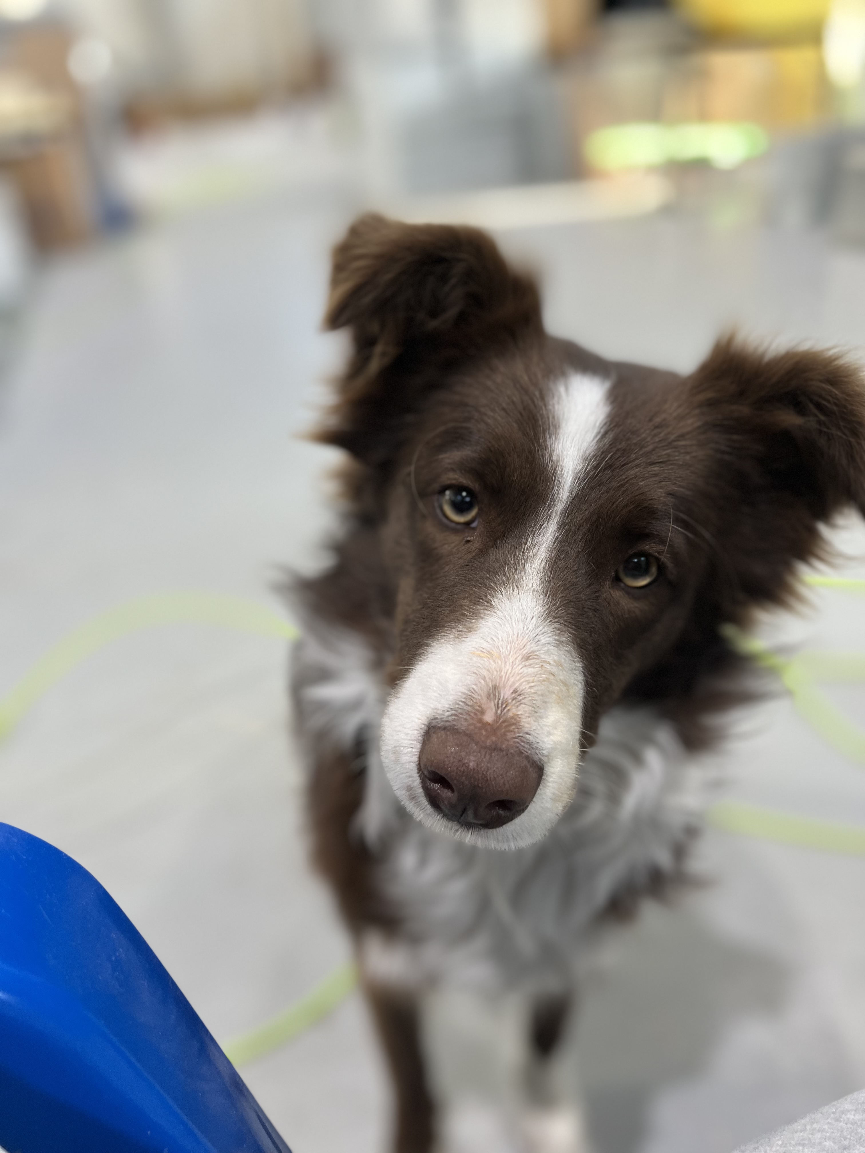 유기견보호센터 강아지보호소 고양이보호소 - 펫찾기 8번째 사진