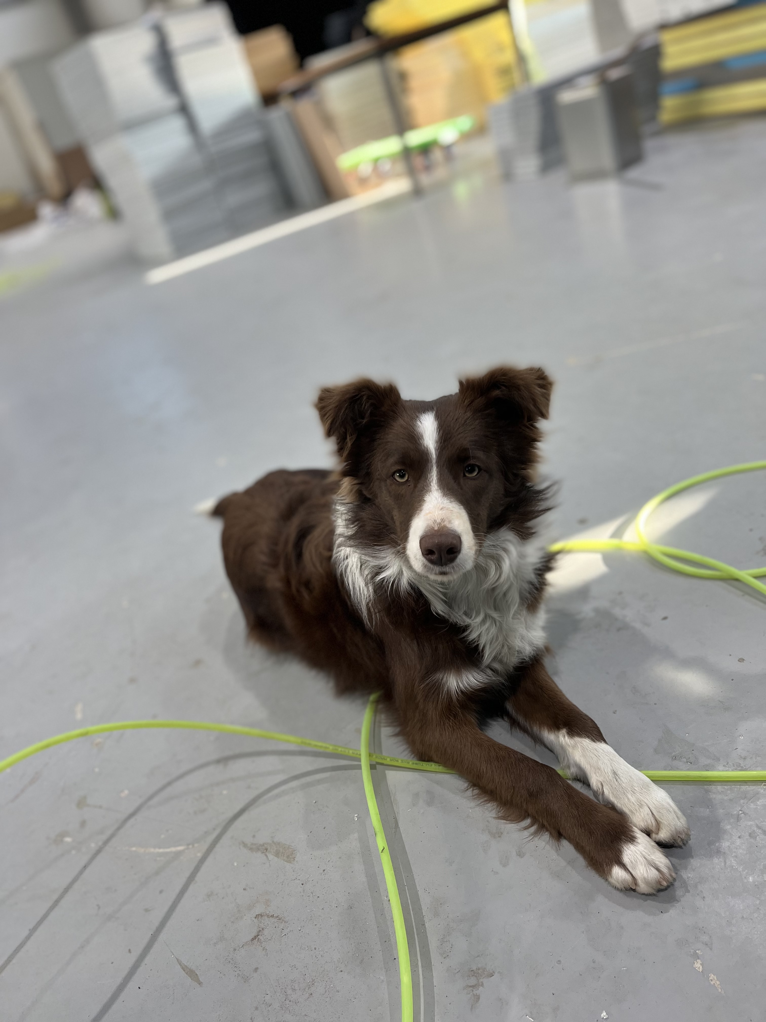 유기견보호센터 강아지보호소 고양이보호소 - 펫찾기 10번째 사진