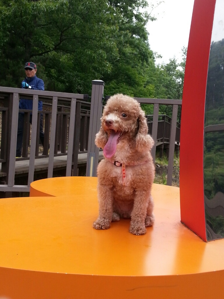 유기견보호센터 강아지보호소 고양이보호소 - 펫찾기 2번째 사진