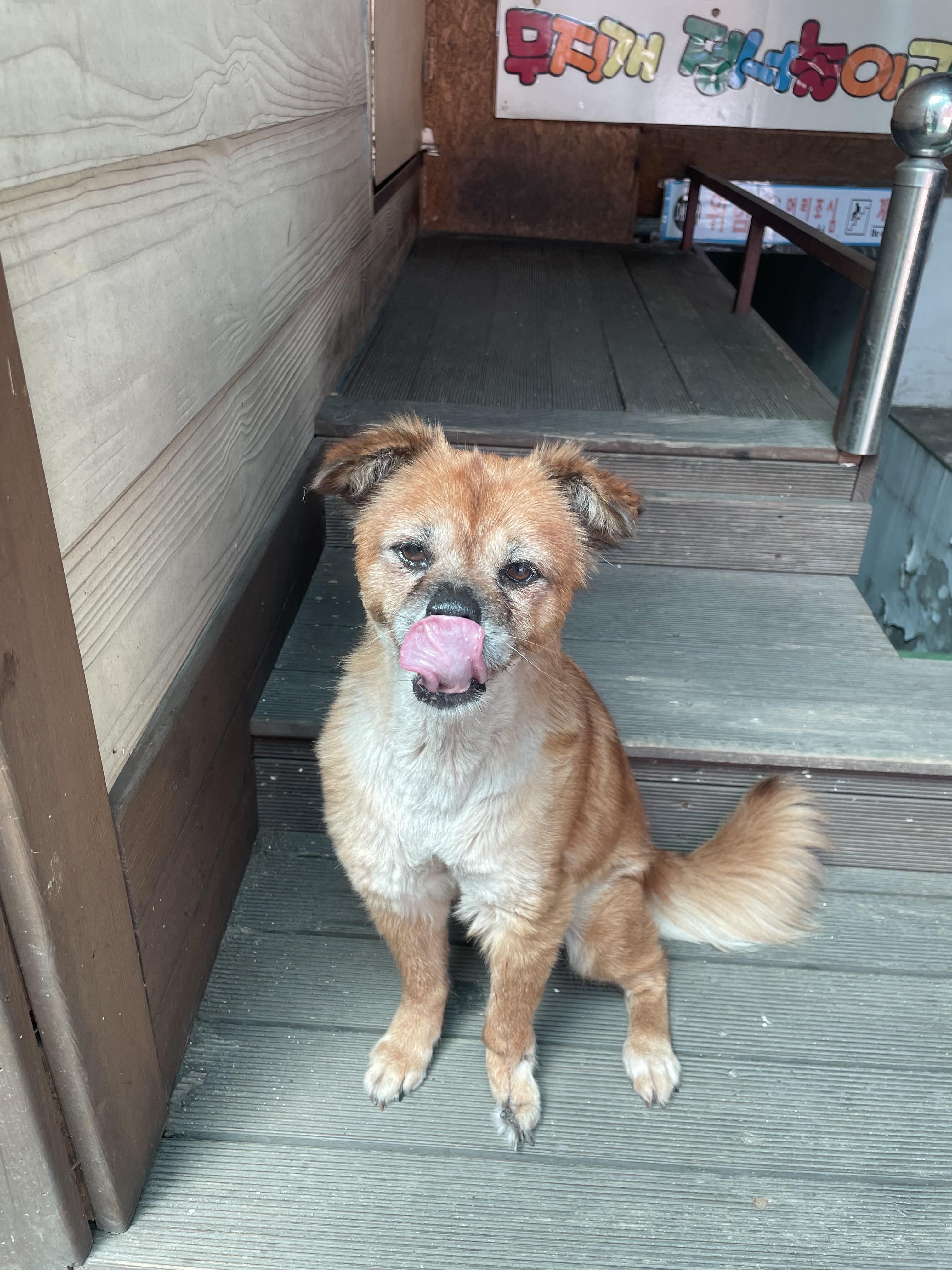 성남) 강아지 초코를 찾아요. - 강아지 찾아요 - 유기견 보호 센터 - 이미지 5