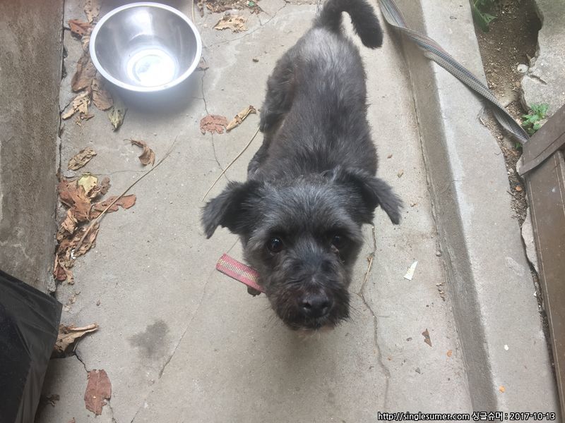 유기견보호센터 강아지보호소 고양이보호소 - 펫찾기 2번째 사진