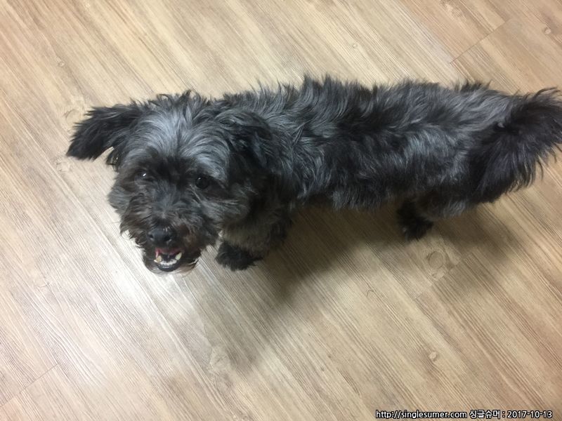 유기견보호센터 강아지보호소 고양이보호소 - 펫찾기 3번째 사진