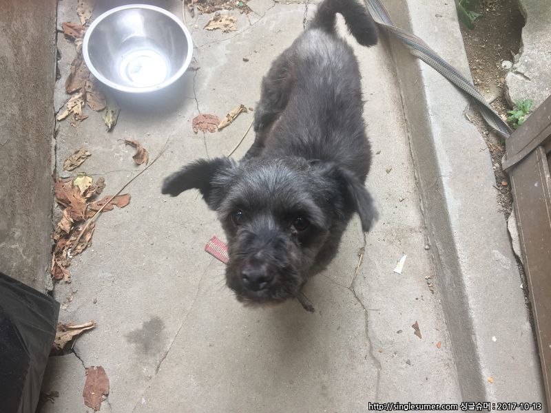 유기견보호센터 강아지보호소 고양이보호소 - 펫찾기