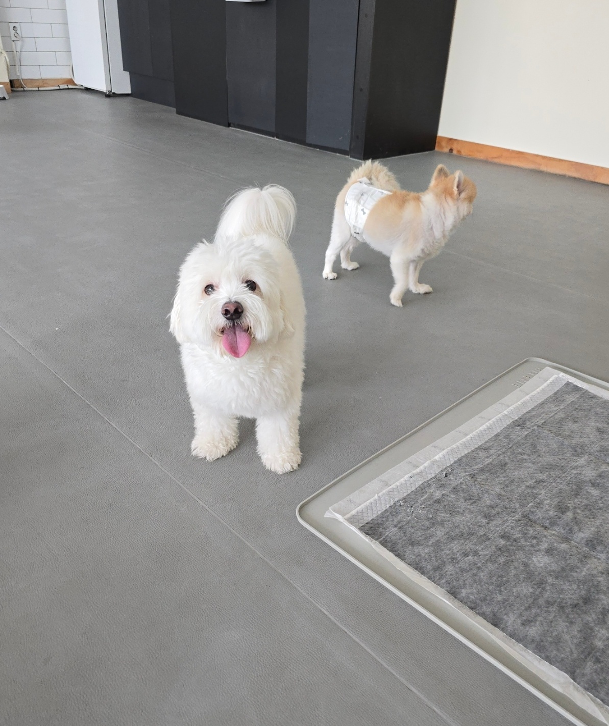 유기견보호센터 강아지보호소 고양이보호소 - 펫찾기 6번째 사진