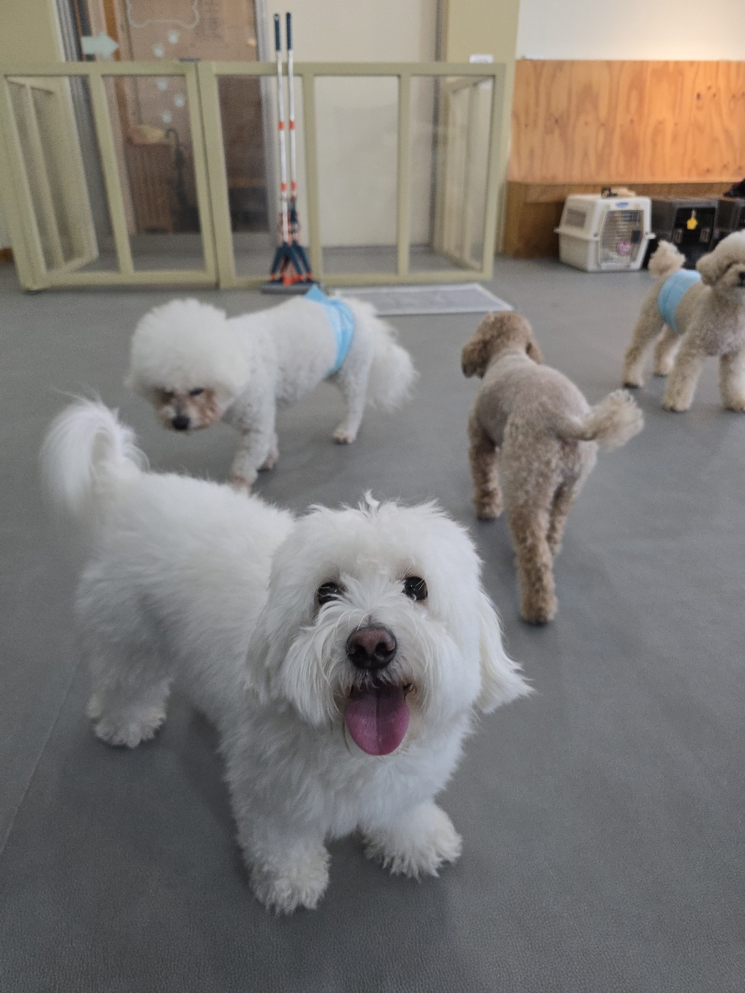 유기견보호센터 강아지보호소 고양이보호소 - 펫찾기 5번째 사진