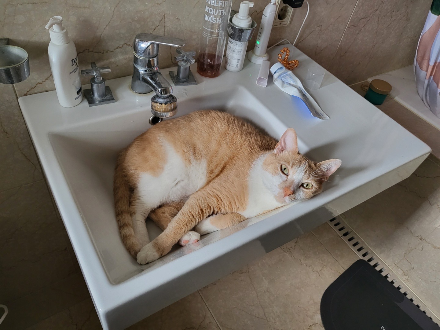 유기견보호센터 강아지보호소 고양이보호소 - 펫찾기 11번째 사진