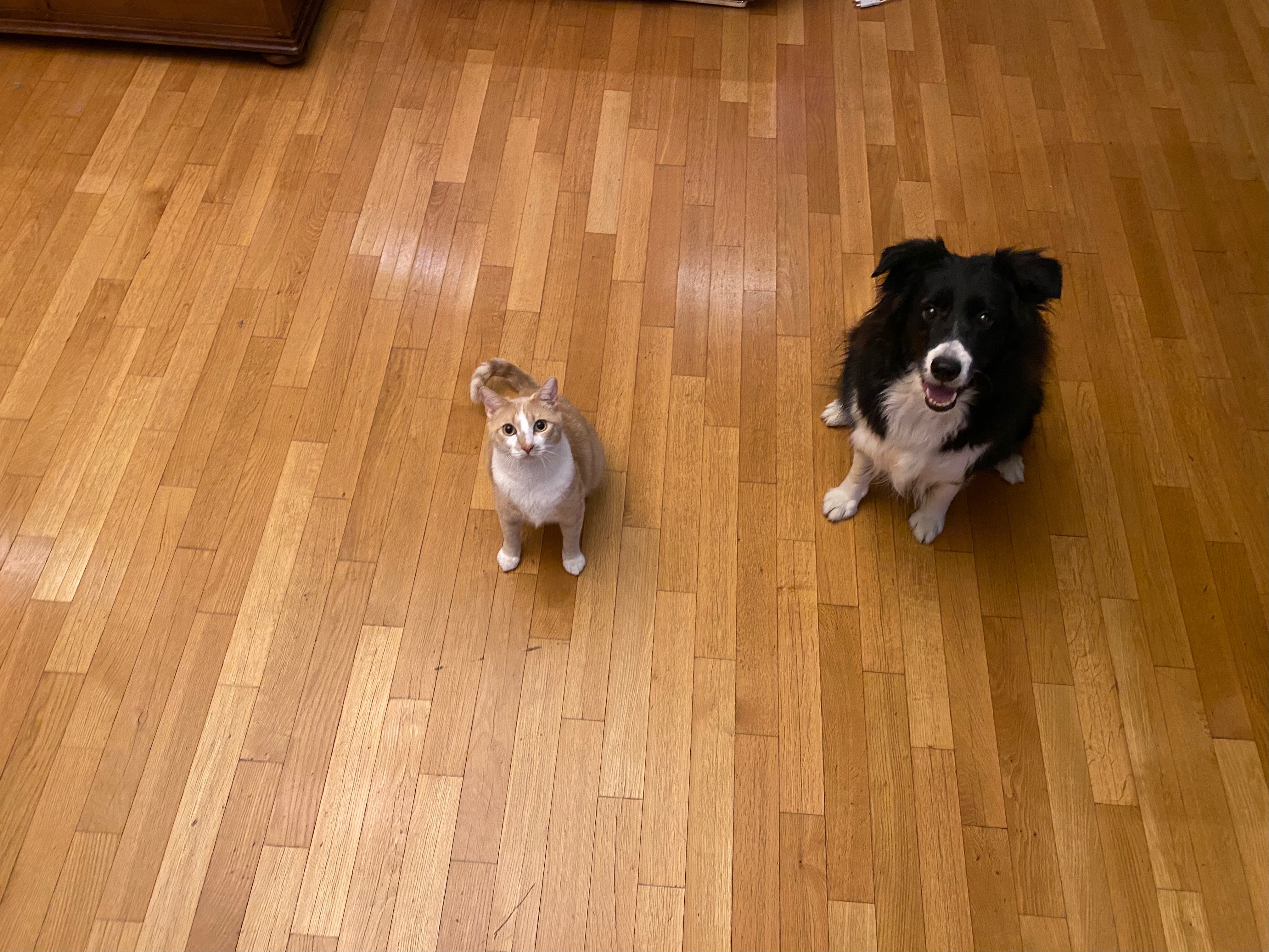 유기견보호센터 강아지보호소 고양이보호소 - 펫찾기 13번째 사진