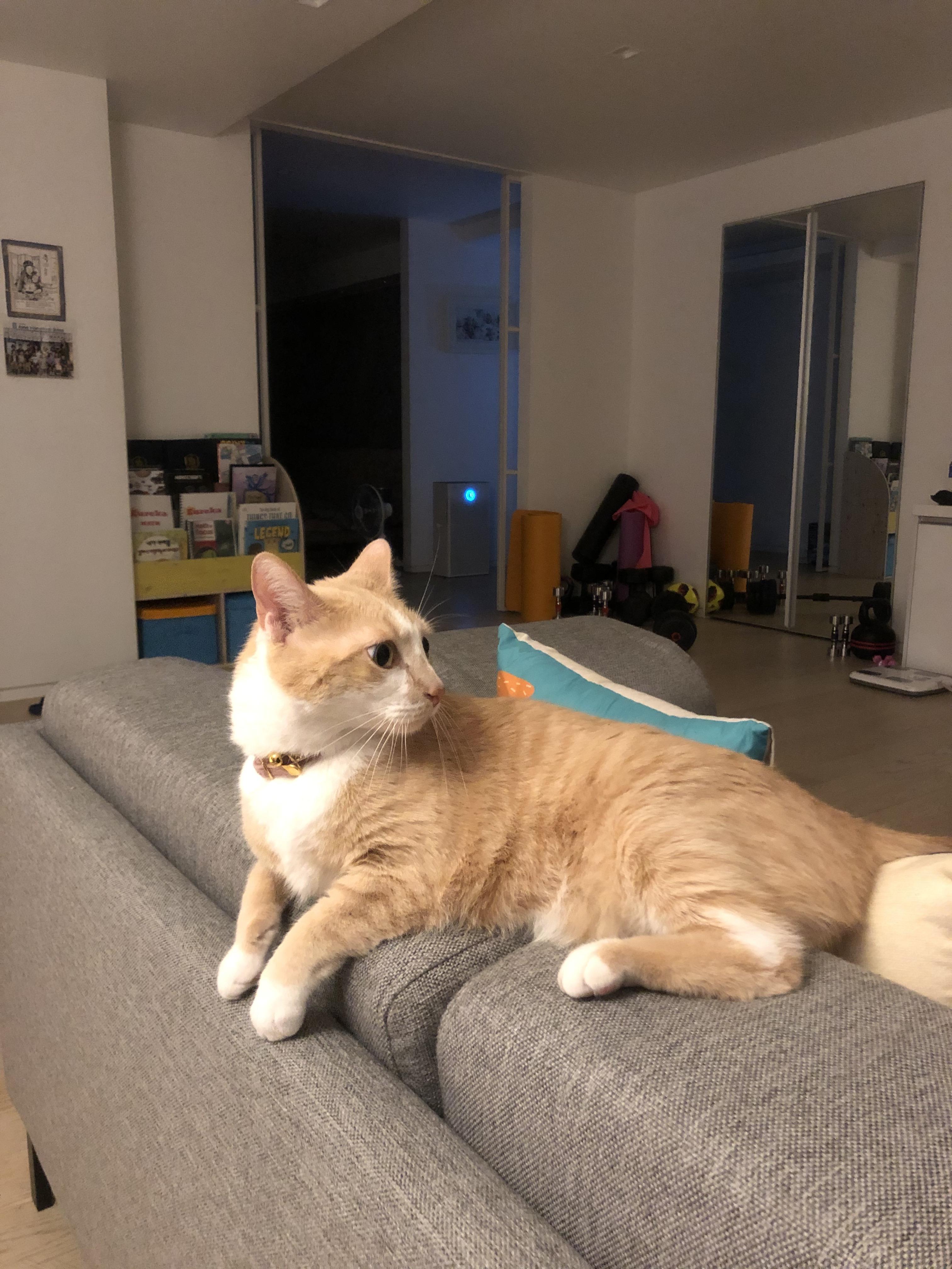 치즈냥이 분실 찾으시면 꼭 연락드려요!!! - 강아지 찾아요 - 유기견 보호 센터 - 이미지 7