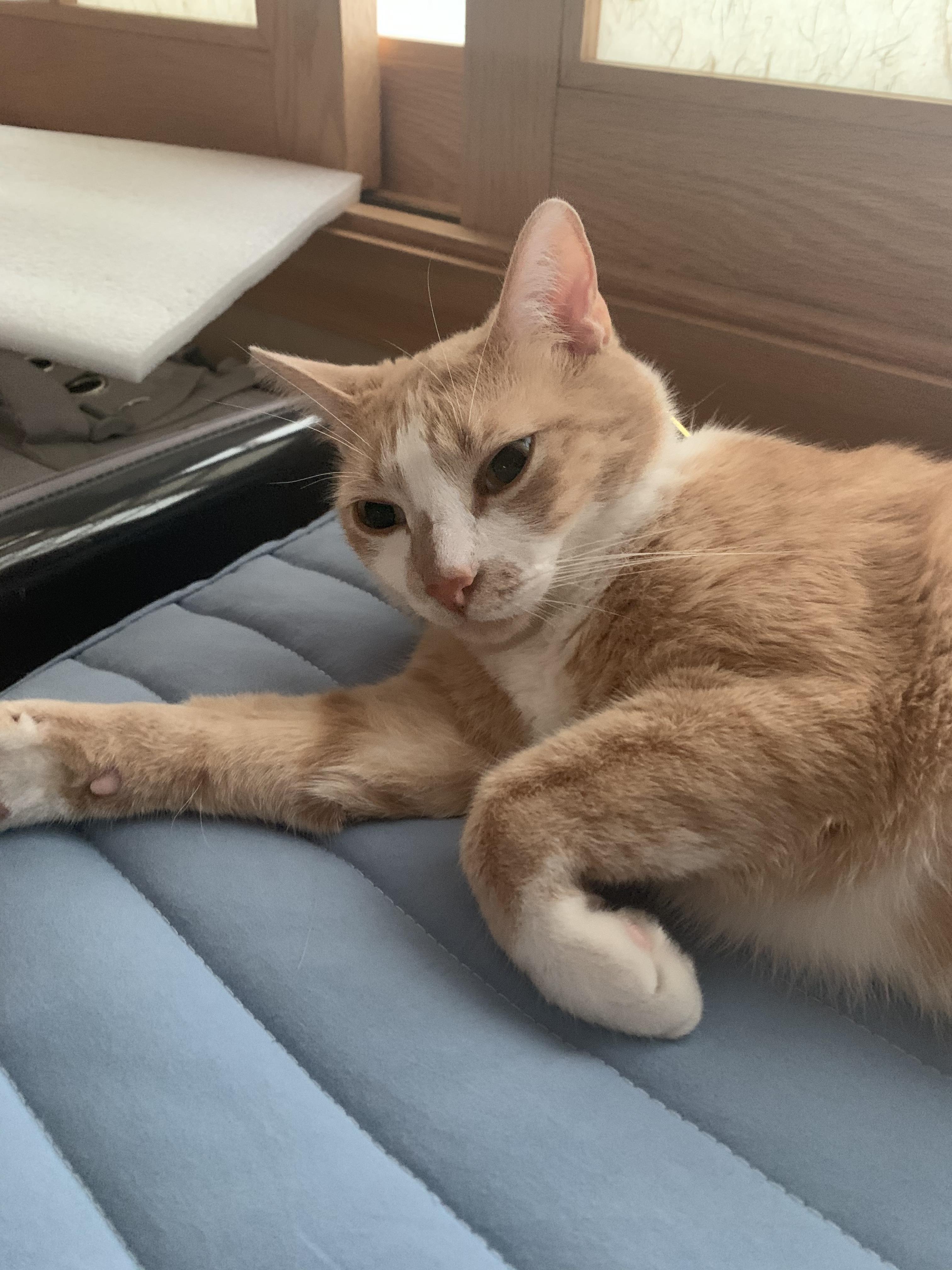 치즈냥이 분실 찾으시면 꼭 연락드려요!!! - 강아지 찾아요 - 유기견 보호 센터 - 이미지 11