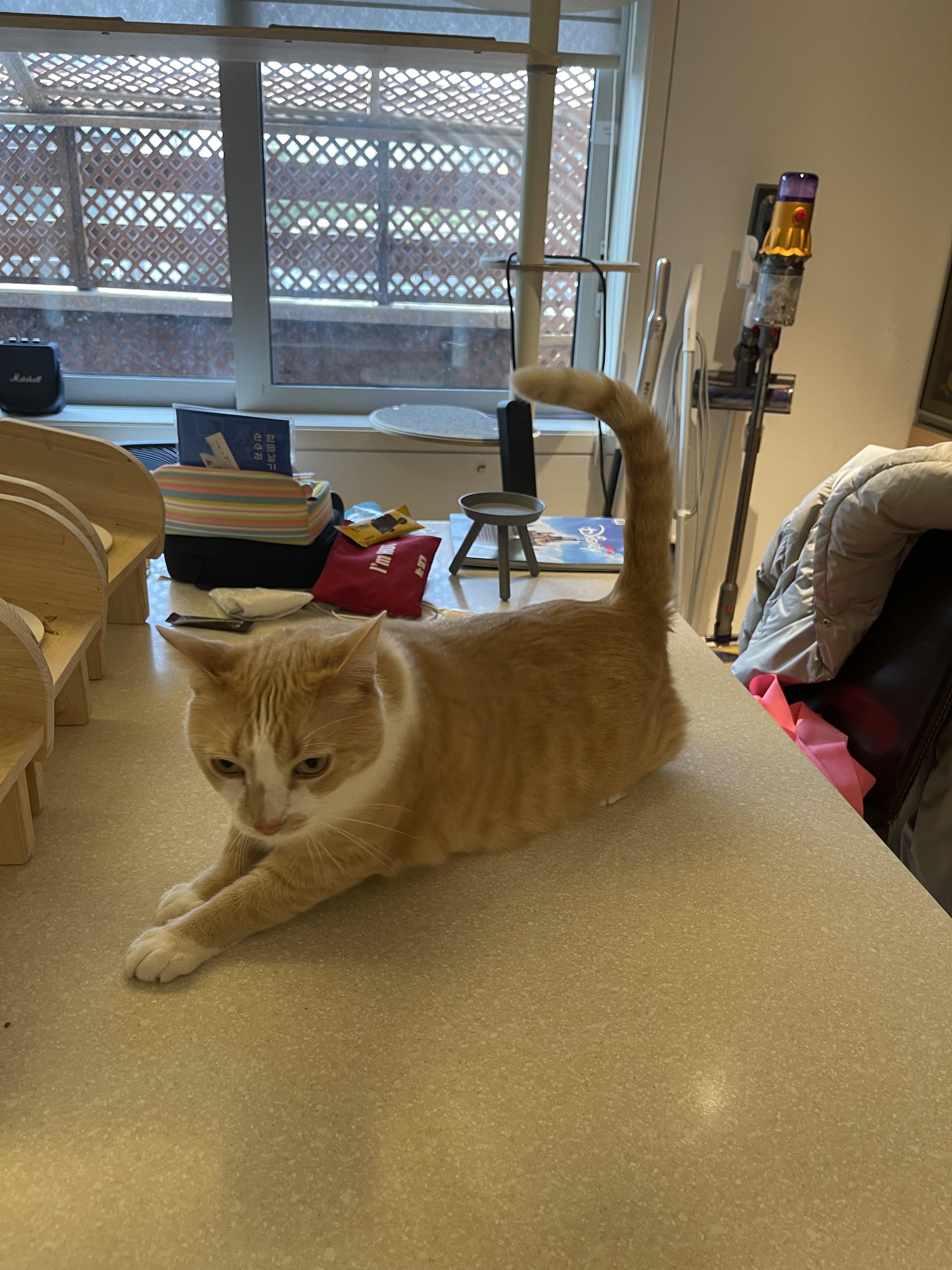 치즈냥이 분실 찾으시면 꼭 연락드려요!!! - 강아지 찾아요 - 유기견 보호 센터 - 이미지 1