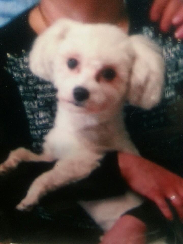 유기견보호센터 강아지보호소 고양이보호소 - 펫찾기 4번째 사진