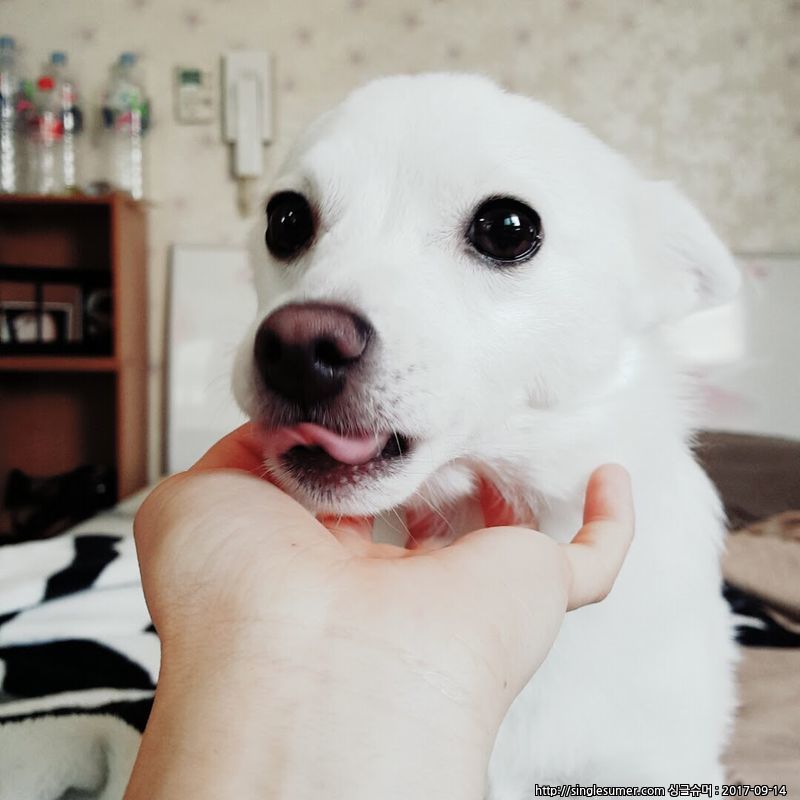 유기견보호센터 강아지보호소 고양이보호소 - 펫찾기 30번째 사진