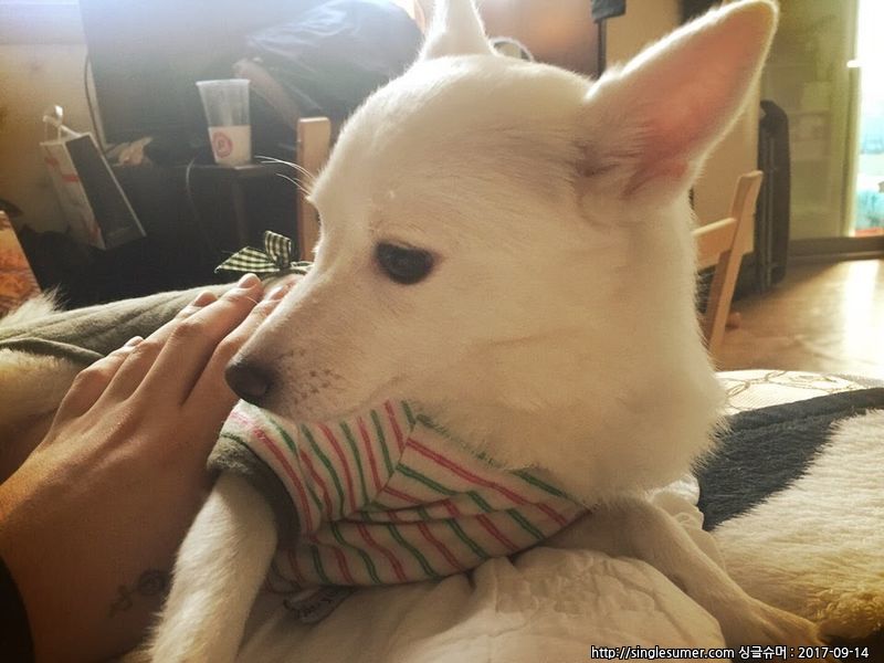 유기견보호센터 강아지보호소 고양이보호소 - 펫찾기 31번째 사진