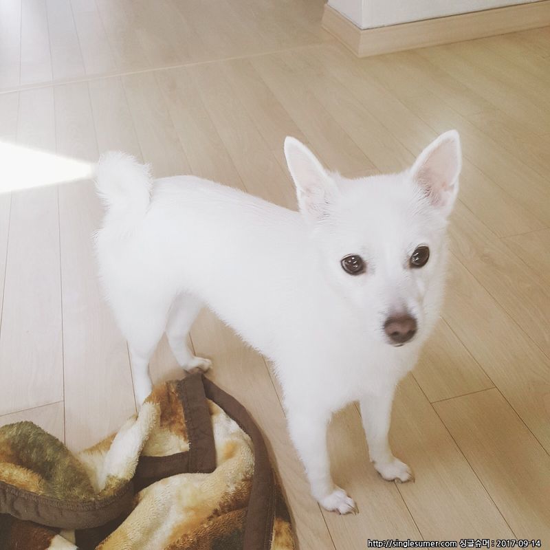 유기견보호센터 강아지보호소 고양이보호소 - 펫찾기 29번째 사진