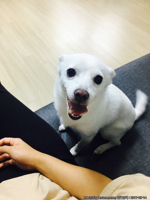 유기견보호센터 강아지보호소 고양이보호소 - 펫찾기 32번째 사진