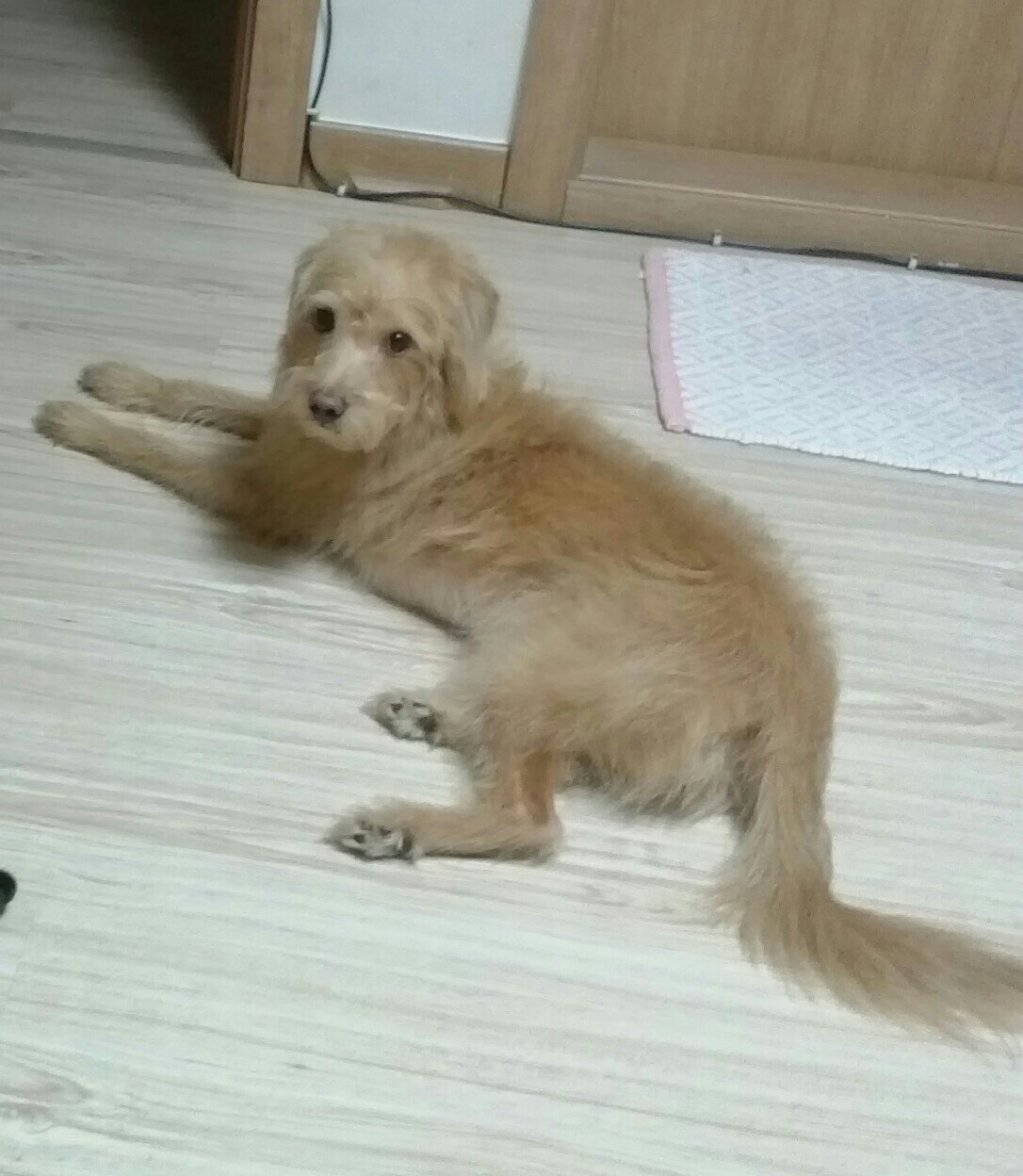 인천 믹스견 누리찾습니다. - 강아지 찾아요 - 유기견 보호 센터 - 이미지 2